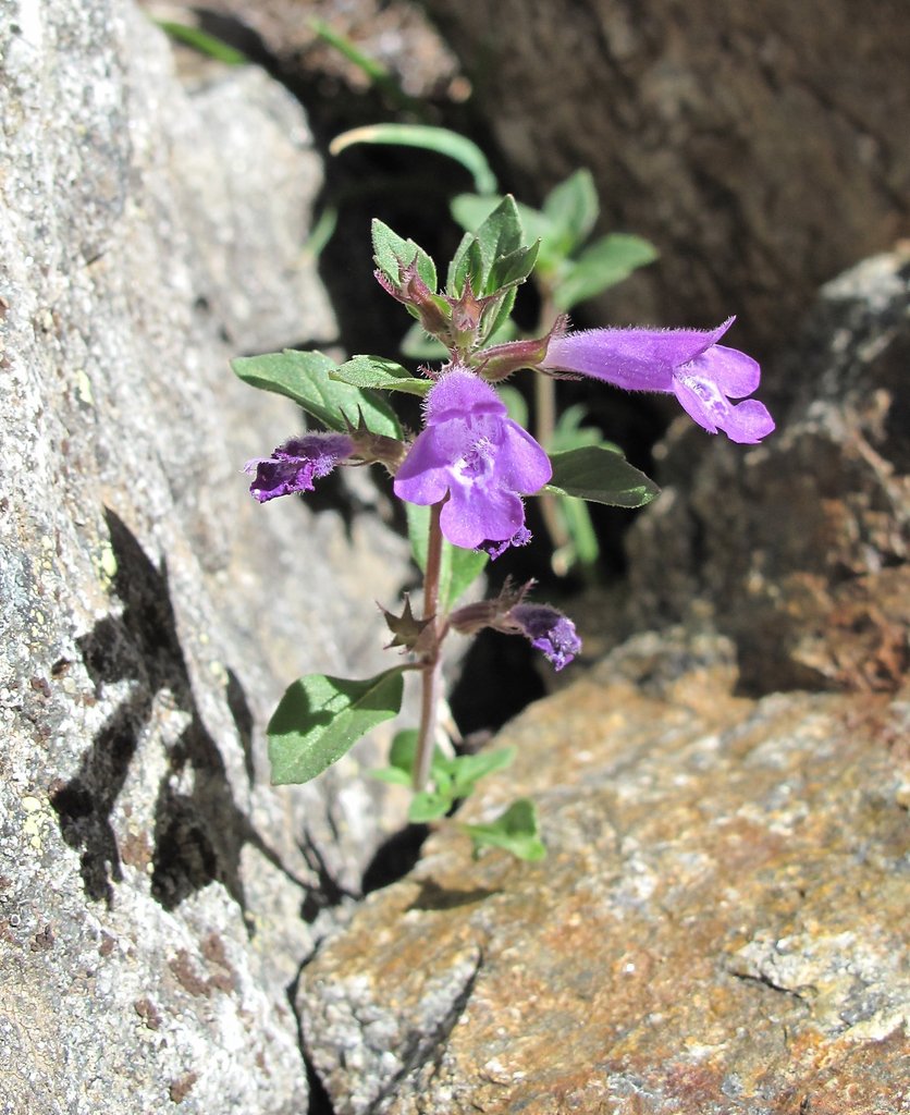 Acinos alpinus